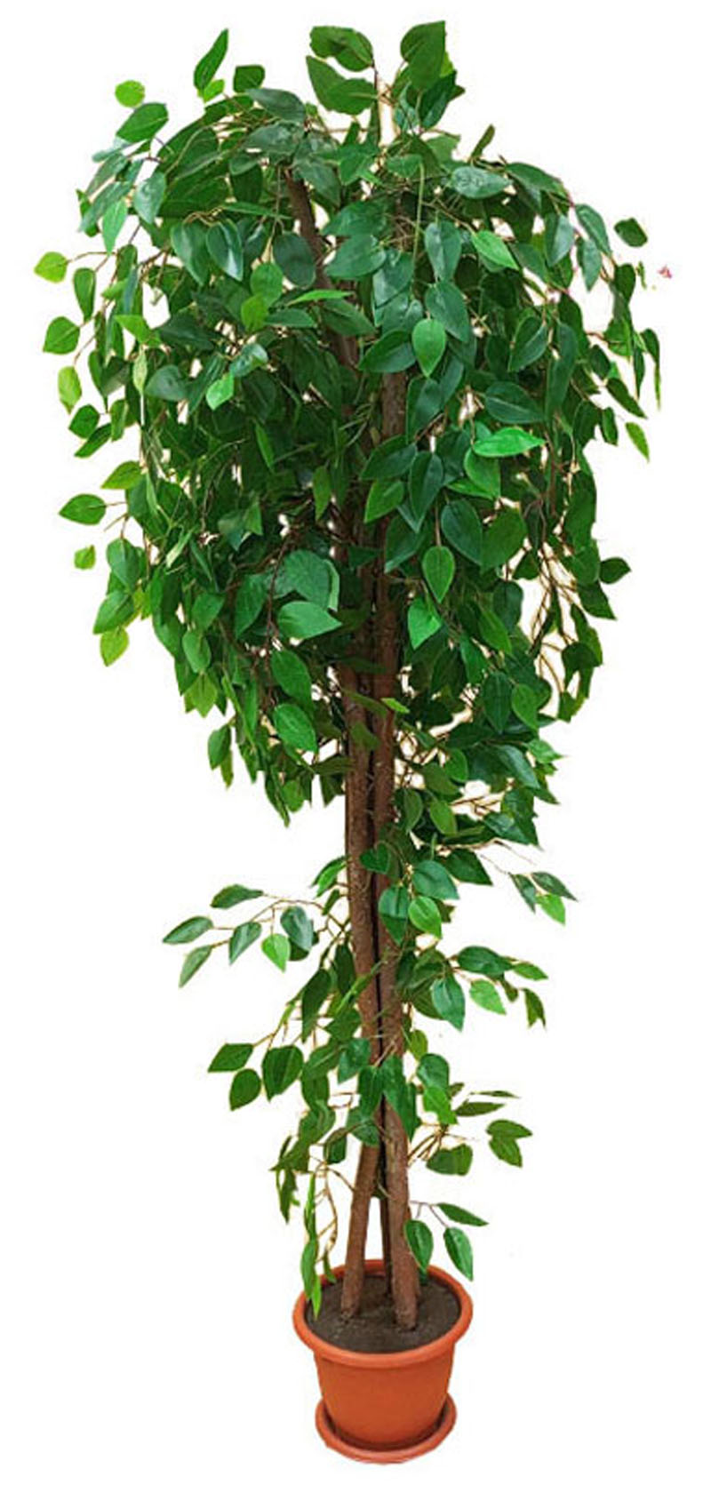 1427